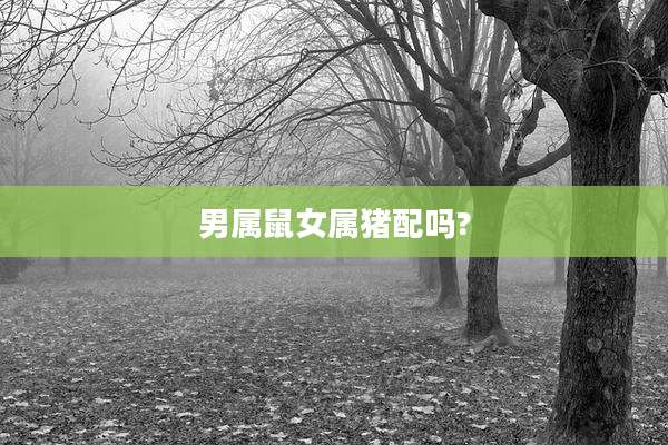 男属鼠女属猪配吗?