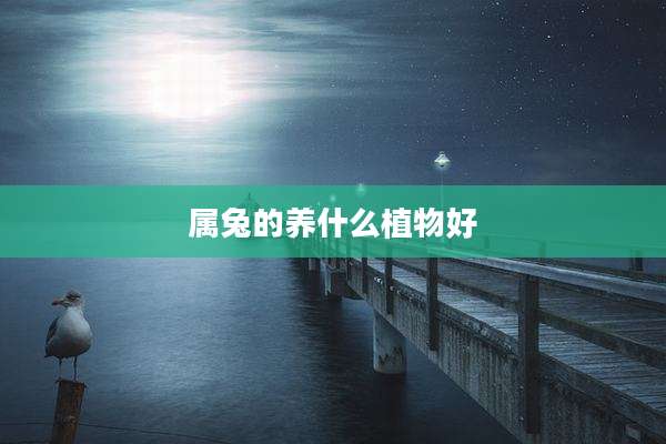 属兔的养什么植物好