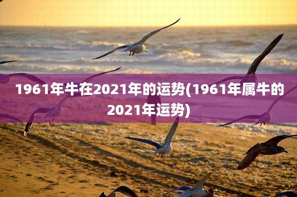 1961年牛在2021年的运势(1961年属牛的2021年运势)