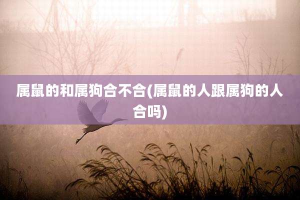 属鼠的和属狗合不合(属鼠的人跟属狗的人合吗)