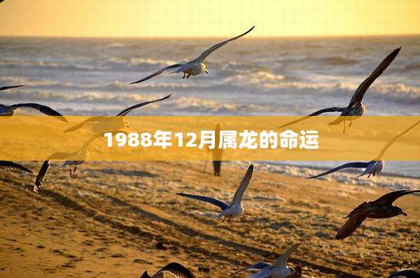 1988年12月属龙的命运