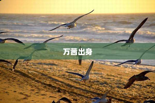 万茜出身