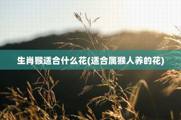生肖猴适合什么花(适合属猴人养的花)