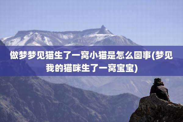 做梦梦见猫生了一窝小猫是怎么回事(梦见我的猫咪生了一窝宝宝)