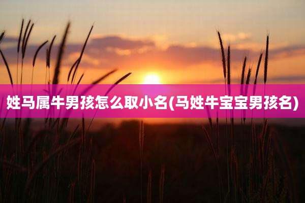 姓马属牛男孩怎么取小名(马姓牛宝宝男孩名)