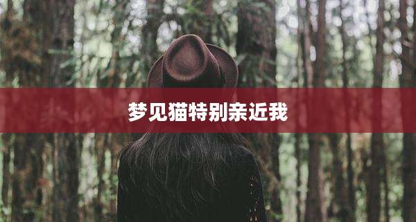 梦见猫特别亲近我