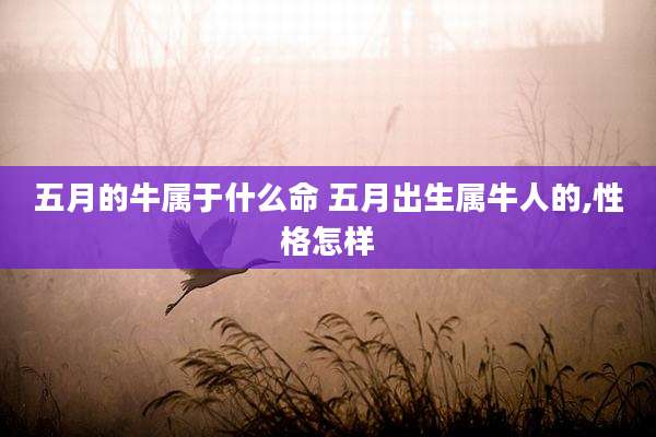 五月的牛属于什么命 五月出生属牛人的,性格怎样