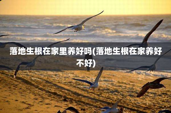 落地生根在家里养好吗(落地生根在家养好不好)