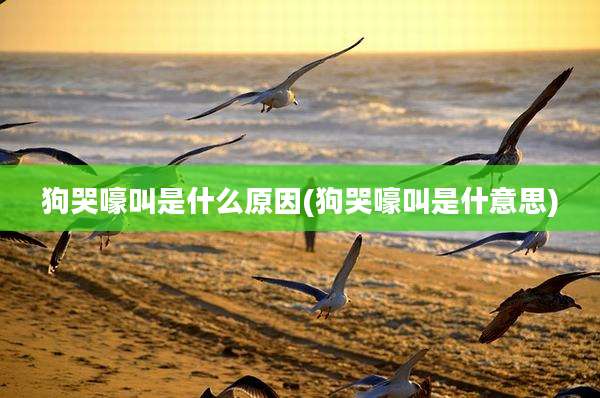 狗哭嚎叫是什么原因(狗哭嚎叫是什意思)