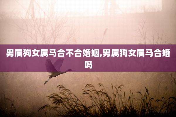 男属狗女属马合不合婚姻,男属狗女属马合婚吗