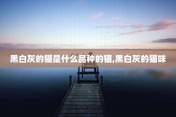 黑白灰的猫是什么品种的猫,黑白灰的猫咪