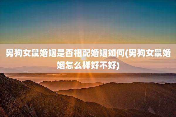 男狗女鼠婚姻是否相配婚姻如何(男狗女鼠婚姻怎么样好不好)