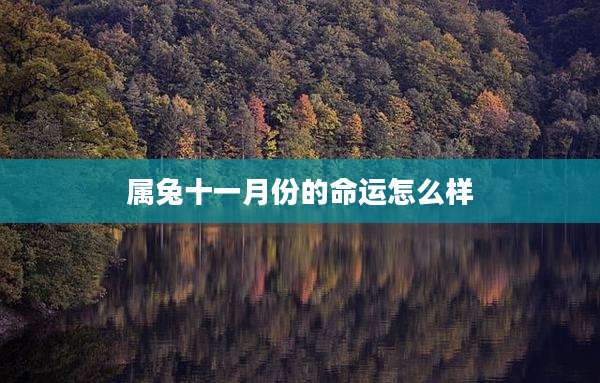 属兔十一月份的命运怎么样