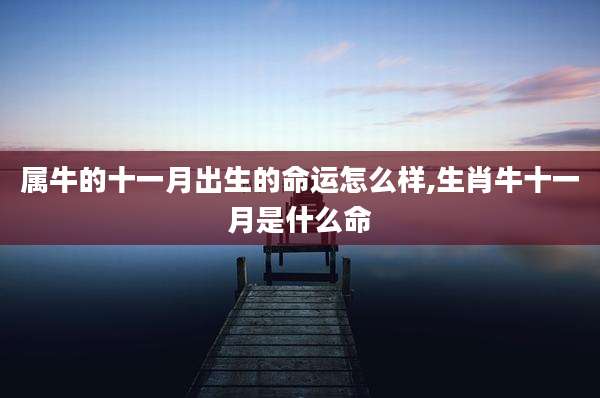 属牛的十一月出生的命运怎么样,生肖牛十一月是什么命