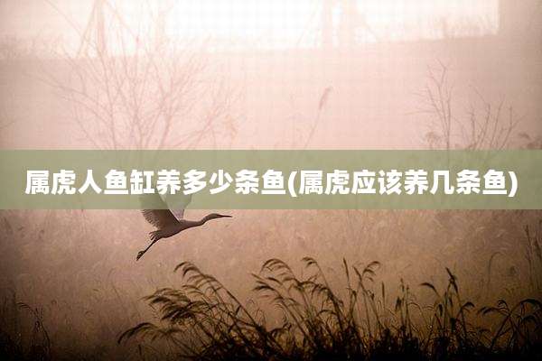 属虎人鱼缸养多少条鱼(属虎应该养几条鱼)