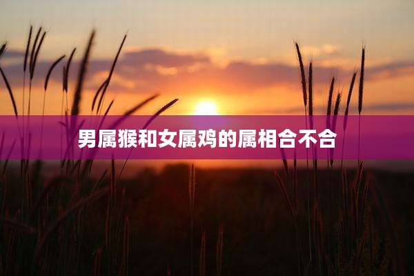男属猴和女属鸡的属相合不合