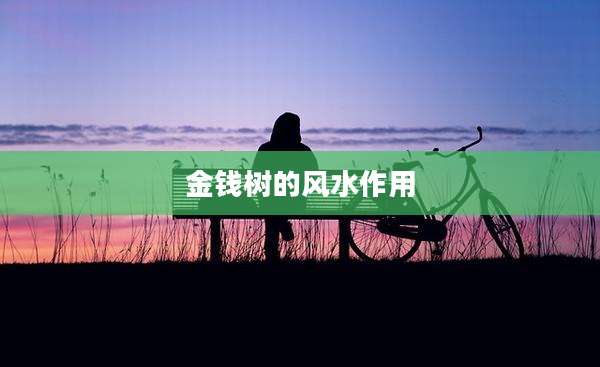 金钱树的风水作用