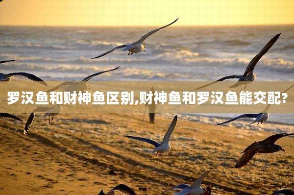罗汉鱼和财神鱼区别,财神鱼和罗汉鱼能交配?