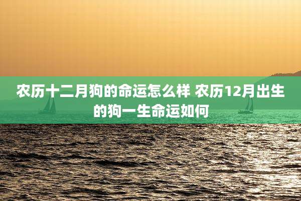 农历十二月狗的命运怎么样 农历12月出生的狗一生命运如何