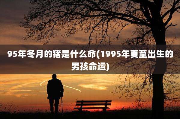 95年冬月的猪是什么命(1995年夏至出生的男孩命运)