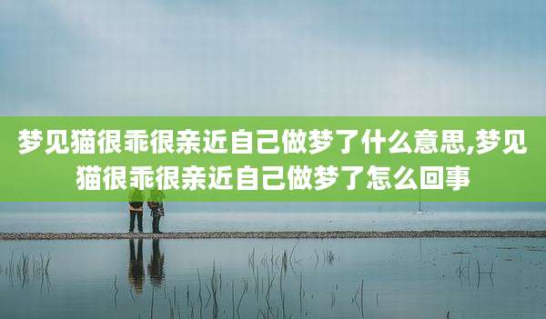 梦见猫很乖很亲近自己做梦了什么意思,梦见猫很乖很亲近自己做梦了怎么回事