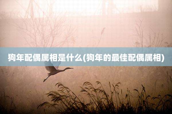 狗年配偶属相是什么(狗年的最佳配偶属相)