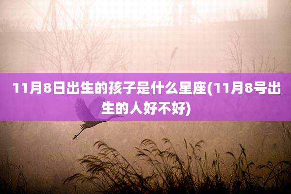 11月8日出生的孩子是什么星座(11月8号出生的人好不好)
