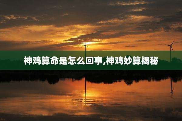 神鸡算命是怎么回事,神鸡妙算揭秘