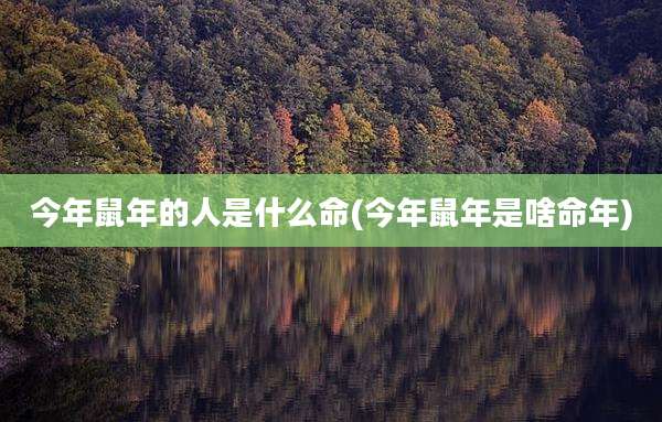 今年鼠年的人是什么命(今年鼠年是啥命年)