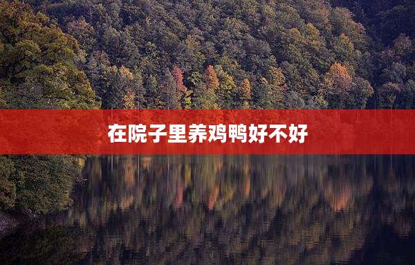 在院子里养鸡鸭好不好