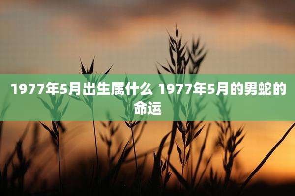 1977年5月出生属什么 1977年5月的男蛇的命运