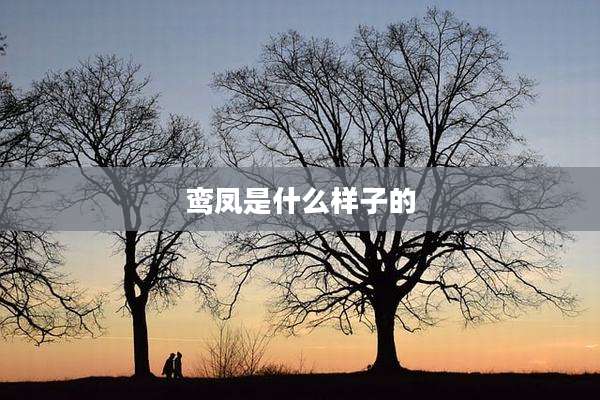 鸾凤是什么样子的