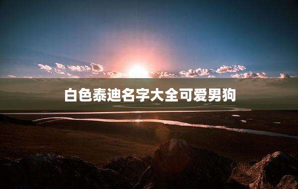 白色泰迪名字大全可爱男狗