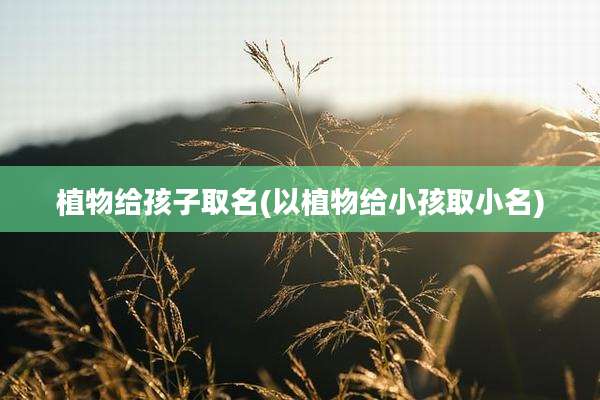 植物给孩子取名(以植物给小孩取小名)