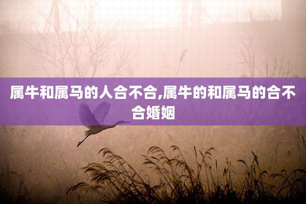 属牛和属马的人合不合,属牛的和属马的合不合婚姻