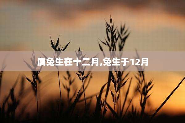 属兔生在十二月,兔生于12月
