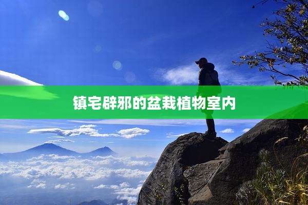 镇宅辟邪的盆栽植物室内