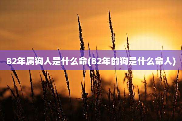 82年属狗人是什么命(82年的狗是什么命人)