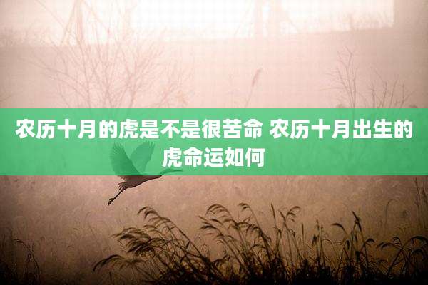 农历十月的虎是不是很苦命 农历十月出生的虎命运如何
