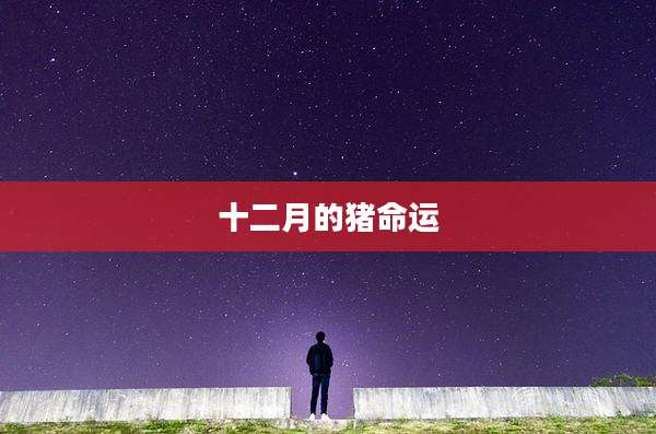 十二月的猪命运