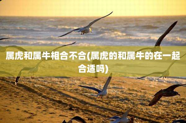 属虎和属牛相合不合(属虎的和属牛的在一起合适吗)