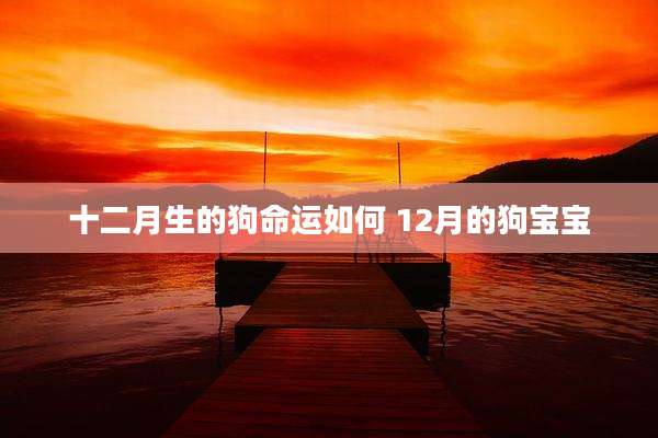 十二月生的狗命运如何 12月的狗宝宝