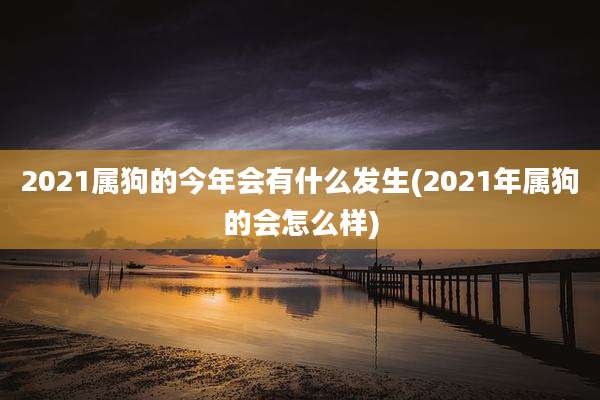 2021属狗的今年会有什么发生(2021年属狗的会怎么样)