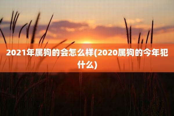 2021年属狗的会怎么样(2020属狗的今年犯什么)