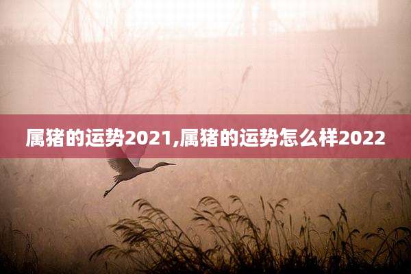属猪的运势2021,属猪的运势怎么样2022
