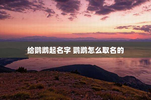 给鹦鹉起名字 鹦鹉怎么取名的