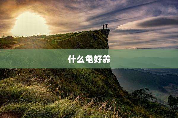 什么龟好养