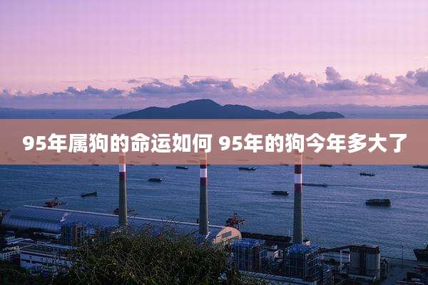 95年属狗的命运如何 95年的狗今年多大了