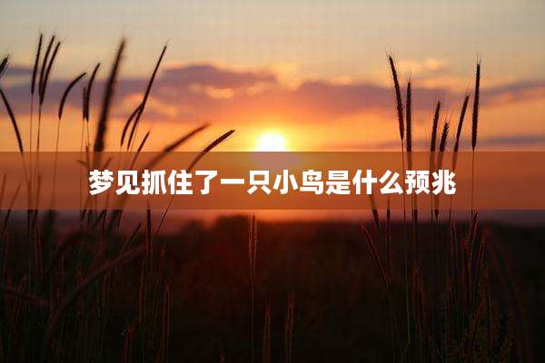 梦见抓住了一只小鸟是什么预兆