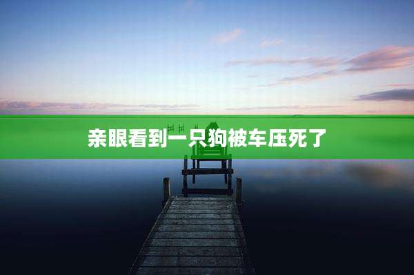 亲眼看到一只狗被车压死了
